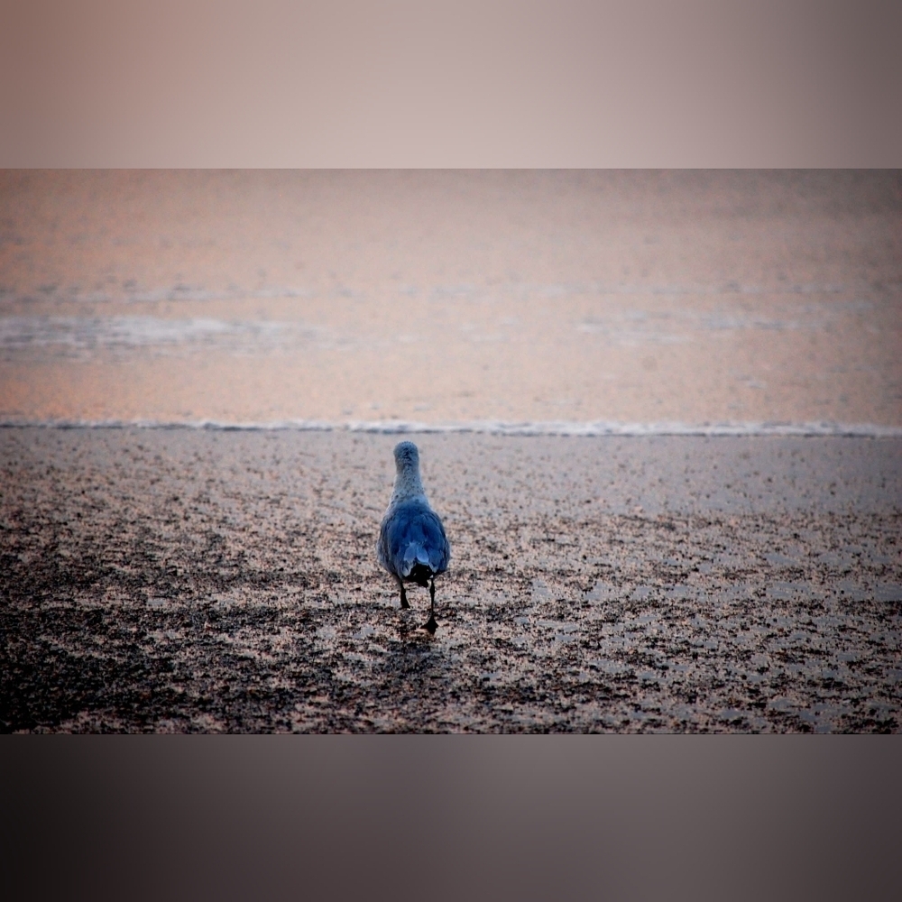 Seagull Photography Print 16 x 20